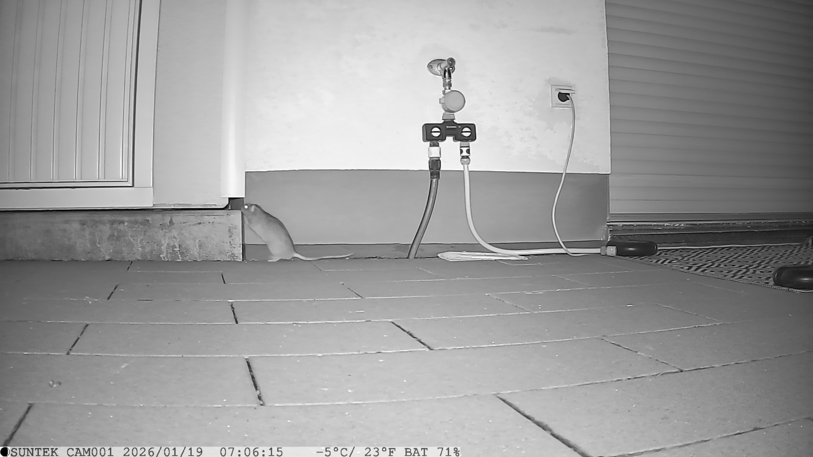Ratte nachts bei der Wildkamera-Kontrolle