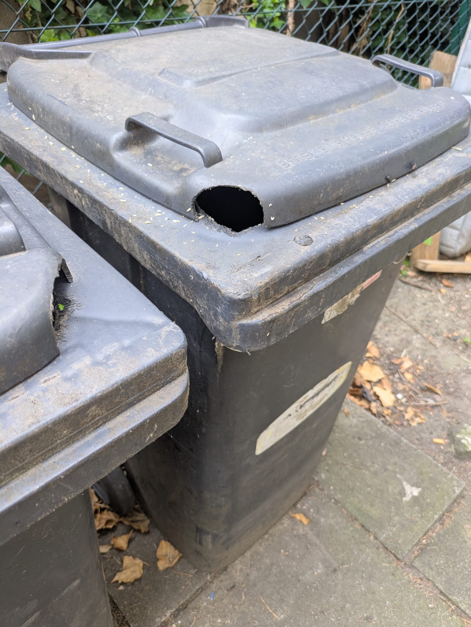Von Ratten durchgenagte Mülltonne